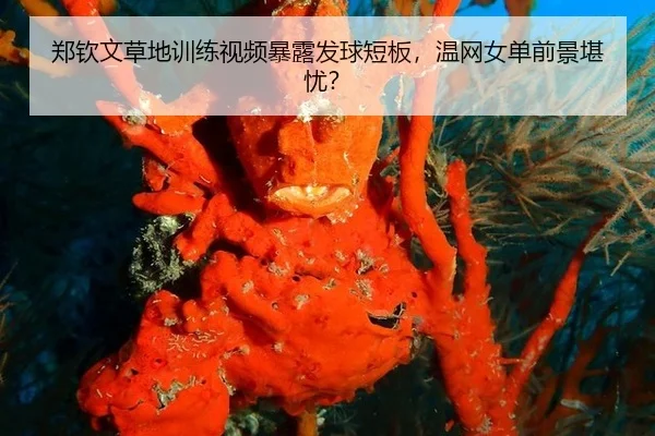郑钦文草地训练视频暴露发球短板，温网女单前景堪忧？